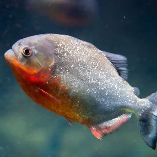 Play Piranha Wallpaper APK