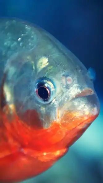 Play Piranha Wallpaper  and enjoy Piranha Wallpaper with UptoPlay