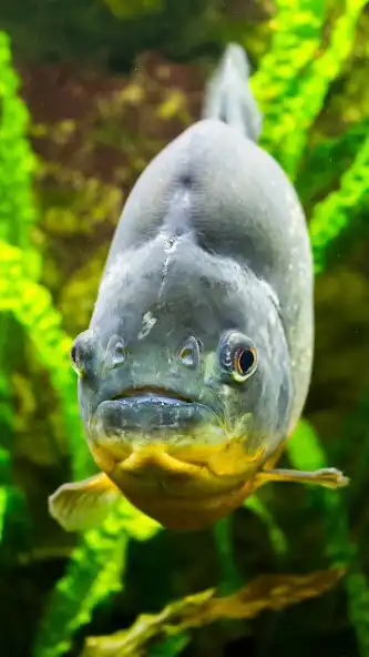 Play Piranha Wallpaper as an online game Piranha Wallpaper with UptoPlay