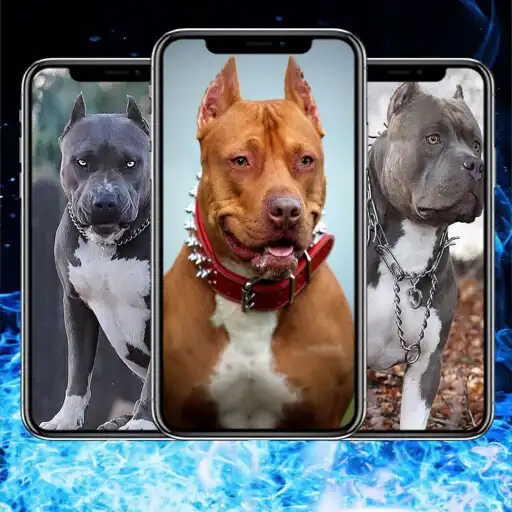 Play Pitbull Dog HD Wallpaper APK