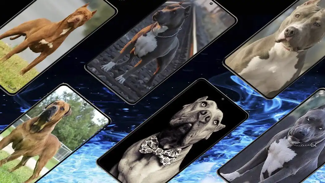 Play Pitbull Dog HD Wallpaper  and enjoy Pitbull Dog HD Wallpaper with UptoPlay