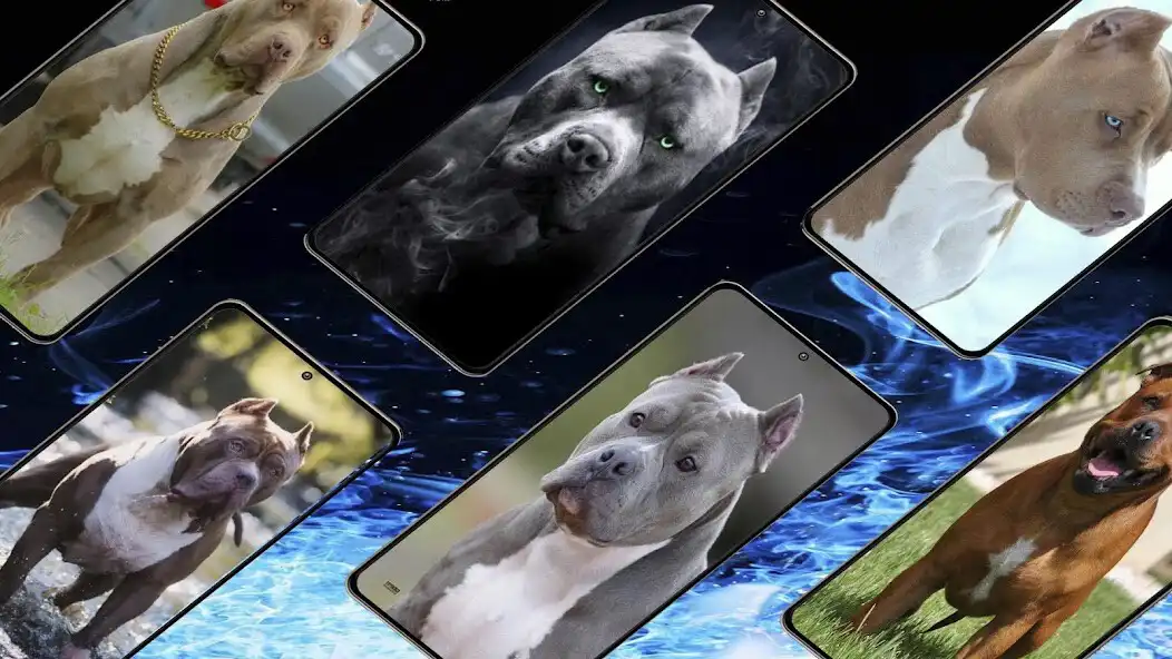 Play Pitbull Dog HD Wallpaper as an online game Pitbull Dog HD Wallpaper with UptoPlay