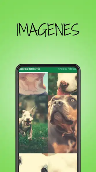 Play Pitbull Dog Pictures and enjoy Pitbull Dog Pictures with UptoPlay Play Pitbull Dog Pictures and enjoy Pitbull Dog Pictures with UptoPlay