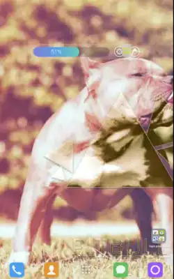 Play Pitbull Free Wallpapers