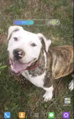 Play Pitbull Free Wallpapers