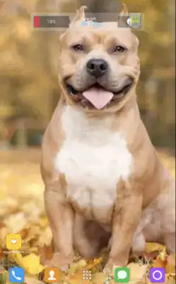 Play Pitbull Free Wallpapers