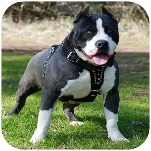 Play Pitbull HD Wallpaper 2020 APK Play Pitbull HD Wallpaper 2020 APK