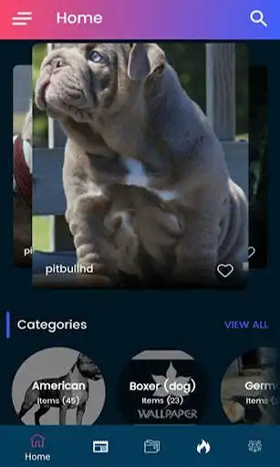Play Pitbull HD Wallpaper 2020 as an online game Pitbull HD Wallpaper 2020 with UptoPlay