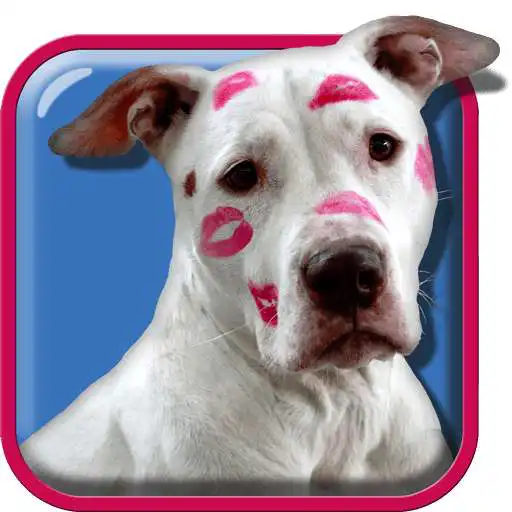Free play online Pitbull Live Wallpaper  APK