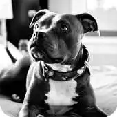 Free play online Pitbull Pack 4 Live Wallpaper APK