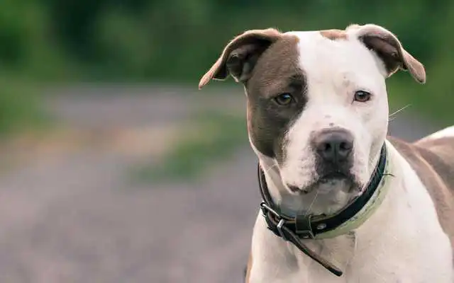 Play Pitbull Pack 4 Live Wallpaper