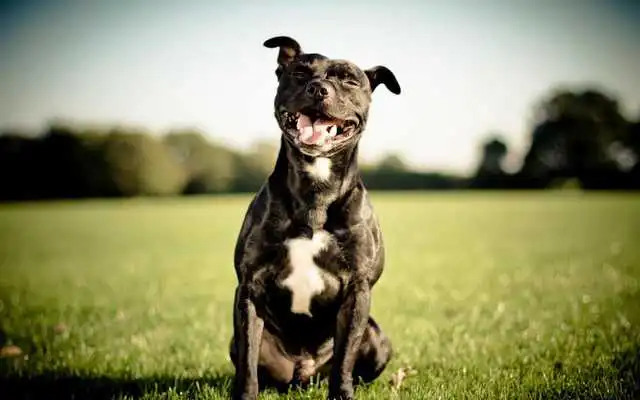 Play Pitbull Pack 4 Live Wallpaper