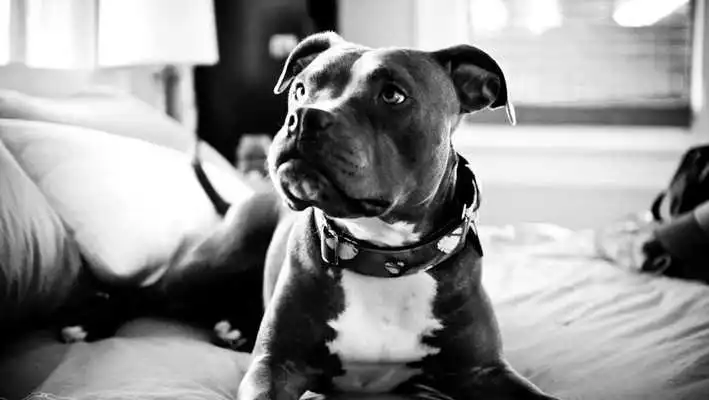 Play Pitbull Pack 4 Live Wallpaper