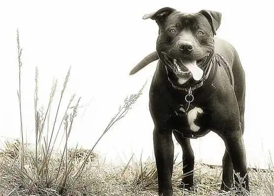 Play Pitbull Pack 4 Live Wallpaper