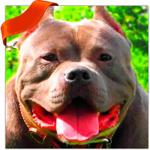 Play Pitbulls Wallpapers HQ APK Play Pitbulls Wallpapers HQ APK