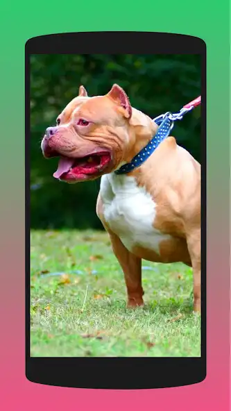 Play Pitbulls Wallpapers HQ as an online game Pitbulls Wallpapers HQ with UptoPlay