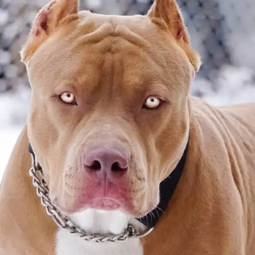 Play Pitbull Wallpaper 4k APK