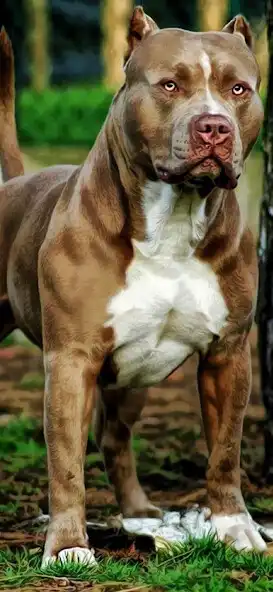 Play Pitbull Wallpaper 4k  and enjoy Pitbull Wallpaper 4k with UptoPlay