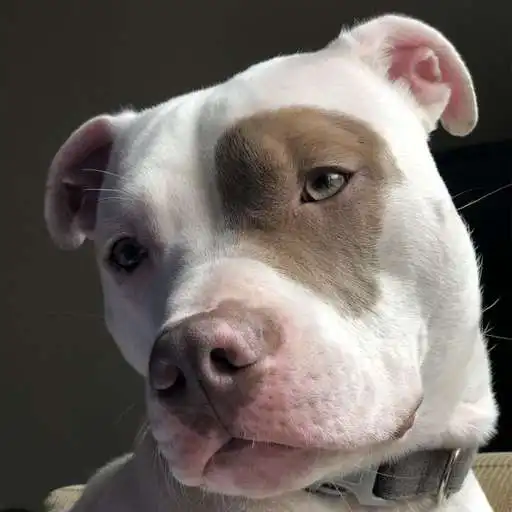 Play Pitbull Wallpaper HD 4K APK