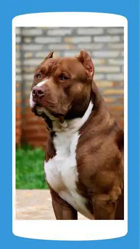 Play Pitbull Wallpaper HD 4K  and enjoy Pitbull Wallpaper HD 4K with UptoPlay