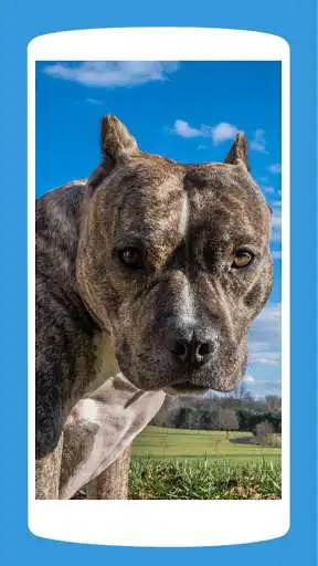 Play Pitbull Wallpaper HD 4K as an online game Pitbull Wallpaper HD 4K with UptoPlay