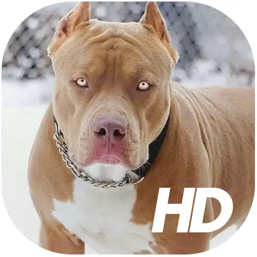 Play Pitbull Wallpaper HD APK Play Pitbull Wallpaper HD APK