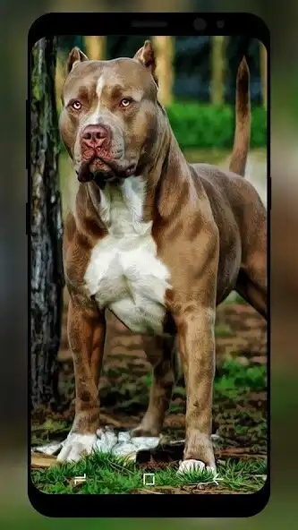 Play Pitbull Wallpaper HD  and enjoy Pitbull Wallpaper HD with UptoPlay
