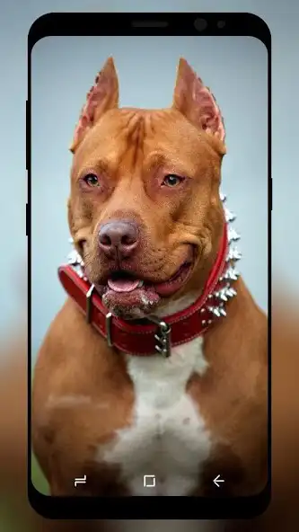 Play Pitbull Wallpaper HD as an online game Pitbull Wallpaper HD with UptoPlay