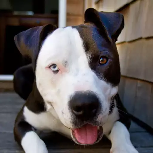 Free play online Pitbull Wallpaper APK Free play online Pitbull Wallpaper APK
