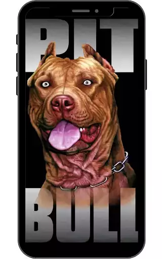 Play Pitbull Wallpaper