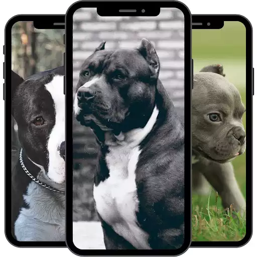 Play Pitbull Wallpaper