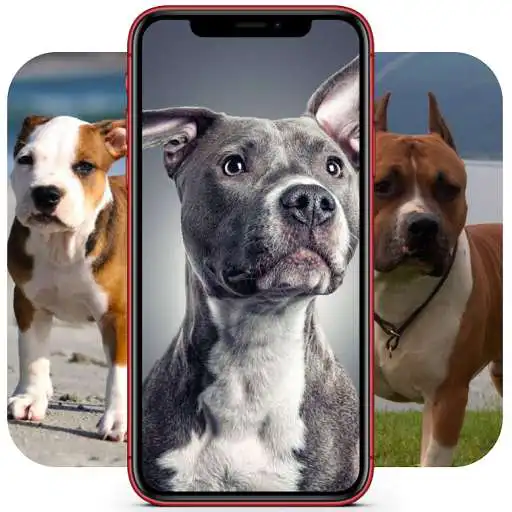 Play Pitbull Wallpapers HD APK