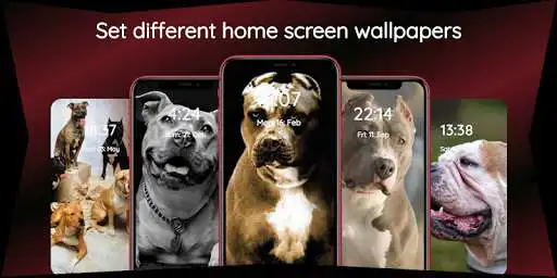Play Pitbull Wallpapers HD  and enjoy Pitbull Wallpapers HD with UptoPlay