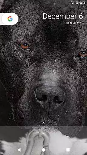 Play Pitbull Wallpapers and enjoy Pitbull Wallpapers with UptoPlay Play Pitbull Wallpapers and enjoy Pitbull Wallpapers with UptoPlay