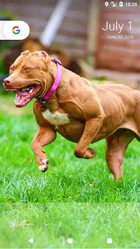 Play Pitbull Wallpapers as an online game online Pitbull Wallpapers with UptoPlay Play Pitbull Wallpapers as an online game Pitbull Wallpapers with UptoPlay