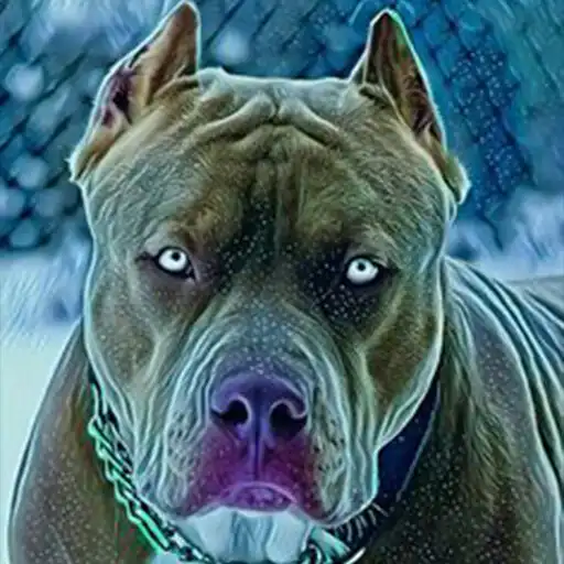 Play Pitbul Wallpapers HD APK