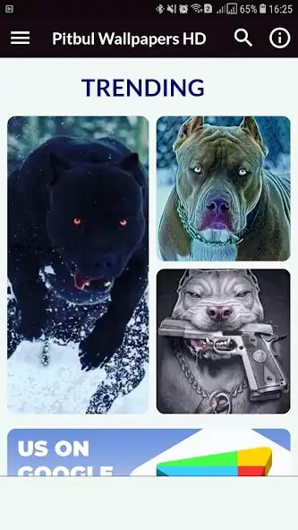 Play Pitbul Wallpapers HD and enjoy Pitbul Wallpapers HD with UptoPlay Play Pitbul Wallpapers HD and enjoy Pitbul Wallpapers HD with UptoPlay