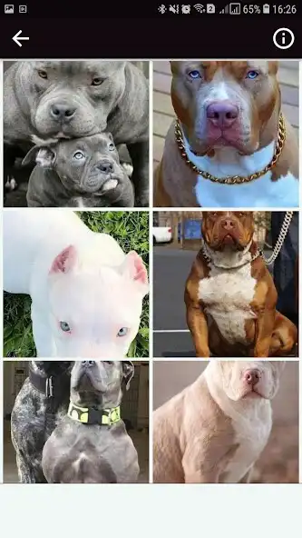 Play Pitbul Wallpapers HD as an online game online Pitbul Wallpapers HD with UptoPlay Play Pitbul Wallpapers HD as an online game Pitbul Wallpapers HD with UptoPlay