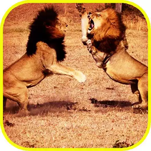 Play Pk African Lions Fight APK