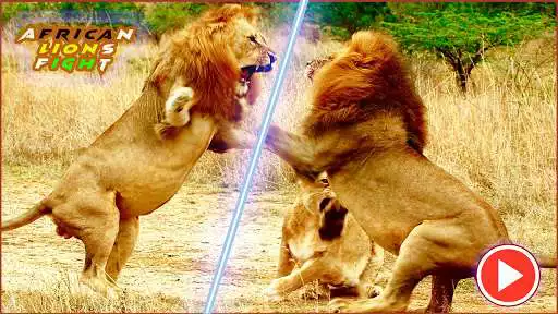 Play Pk African Lions Fight and enjoy Pk African Lions Fight with UptoPlay Play Pk African Lions Fight and enjoy Pk African Lions Fight with UptoPlay