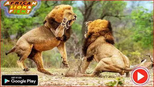 Play Pk African Lions Fight as an online game online Pk African Lions Fight with UptoPlay com.minisoft.afican.lion.fight Play Pk African Lions Fight as an online game Pk African Lions Fight with UptoPlay