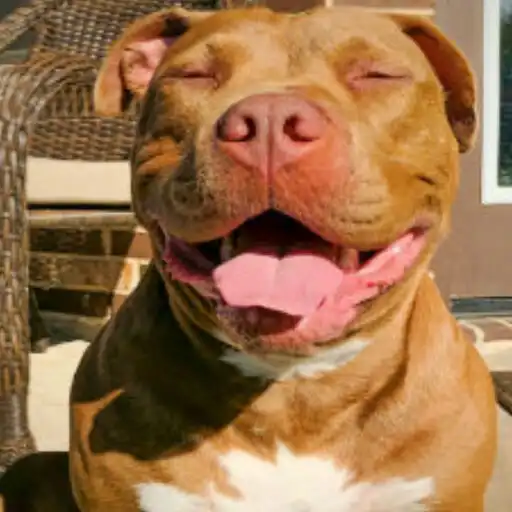 Play Planos de Fundo Pitbulls APK Play Planos de Fundo Pitbulls APK