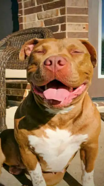 Play Planos de Fundo Pitbulls  and enjoy Planos de Fundo Pitbulls with UptoPlay