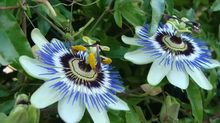 Play Plantas- Manejo Nervios