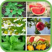 Free play online Plantas y frutas medicinales gratis APK Free play online Plantas y frutas medicinales gratis APK