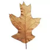 Free play online PlantList APK Free play online PlantList APK