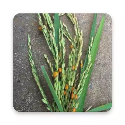 Free play online Plant Protection APK