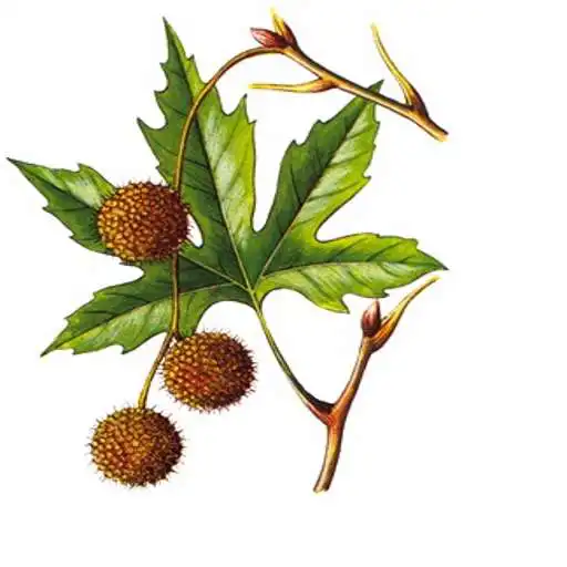 Play Plants Of Greece APK Play Plants Of Greece APK