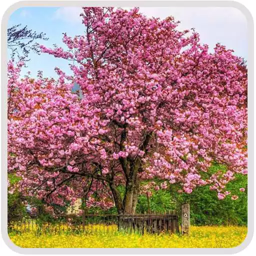 Play Plants Wallpaper APK