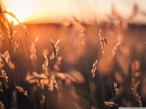 Play Plants Wallpaper  and enjoy Plants Wallpaper with UptoPlay